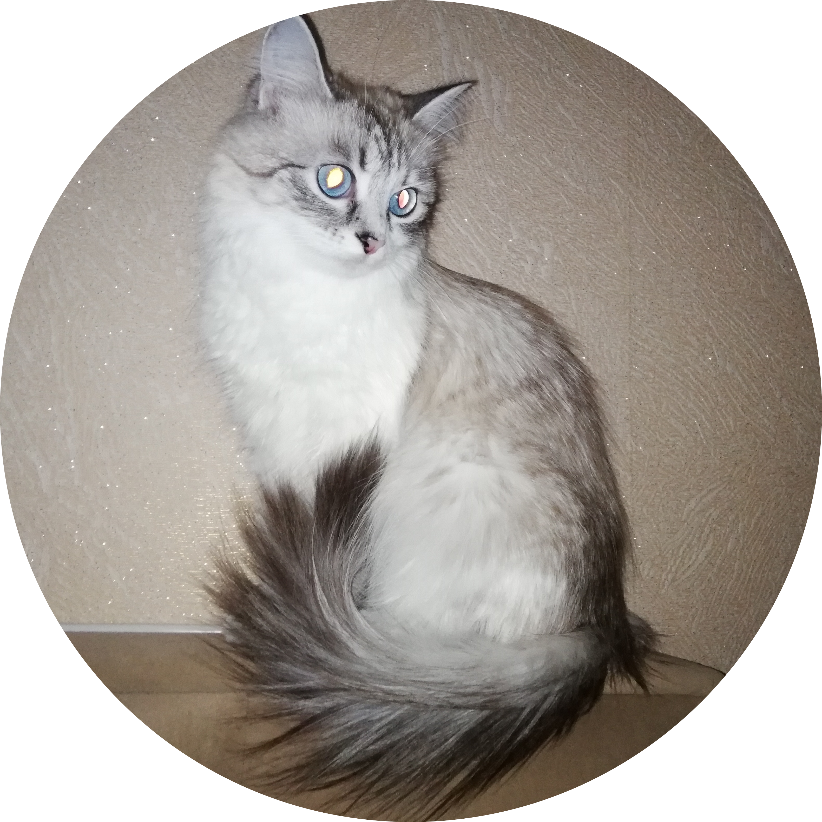 Busia's Tail
